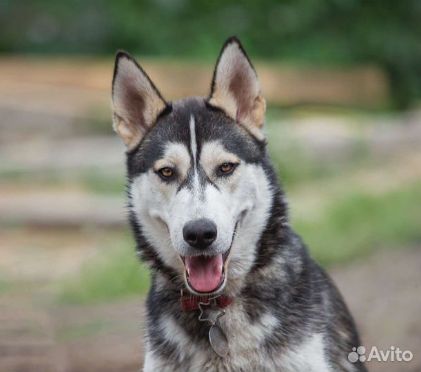 Щенок ищет дом