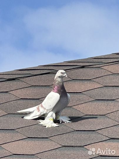 Бойные голуби