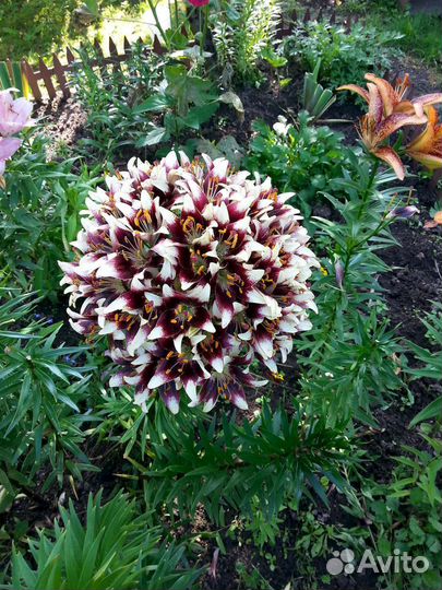 Шаровидная Лилия Мерлин азиатская