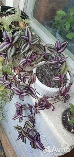 Комнатные растения