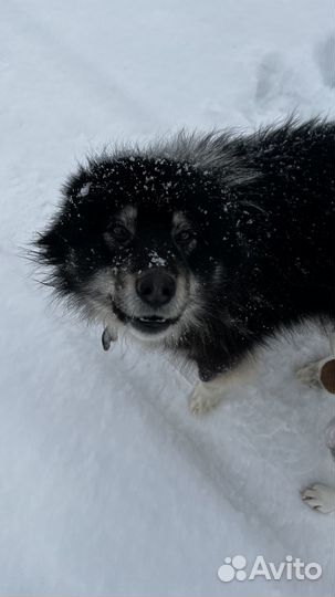 Собака кобель