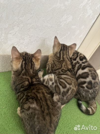 Бенгальские котята