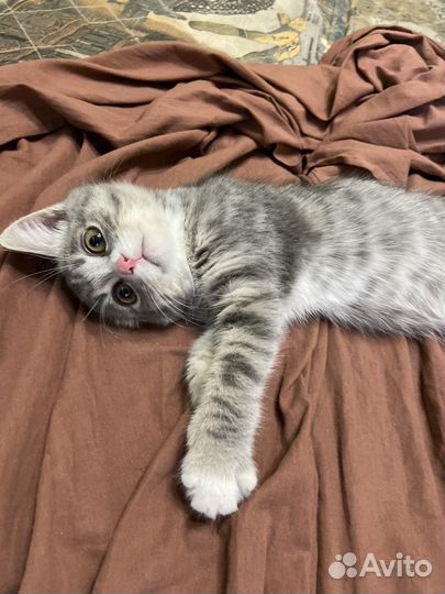 Кошка