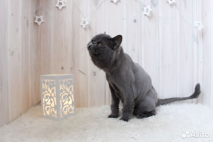 Стрижка собак и кошек