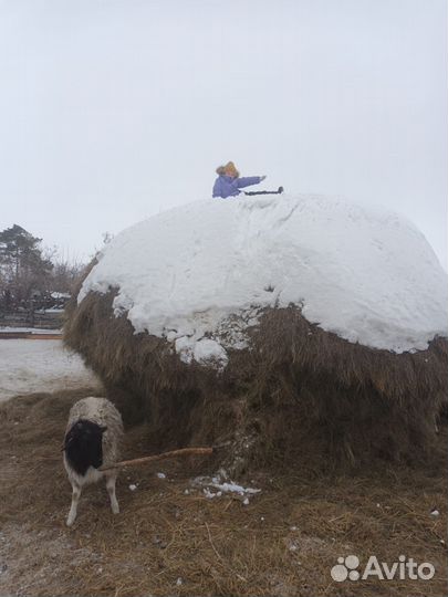 Баран дорпер