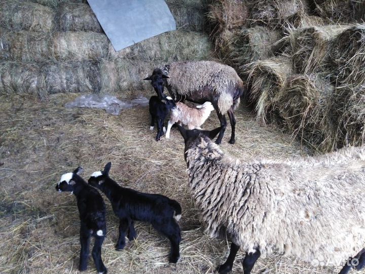 Овцы романовской породы