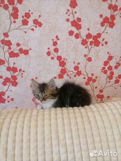 Отдам котят