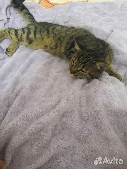 Молодой котик