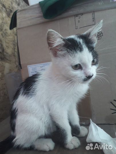 Адольф Китлер