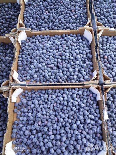 Голубика свежая