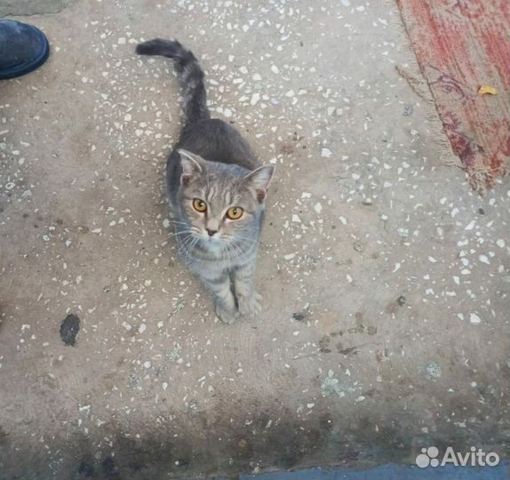 Кошечка в добрые руки