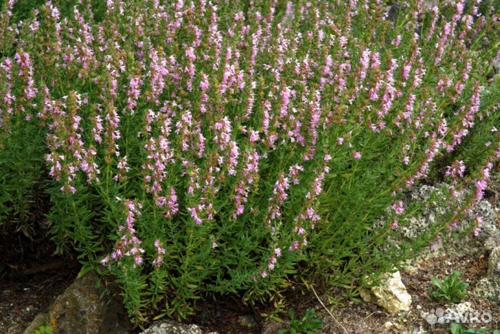 Садовые многолетние цветы 2