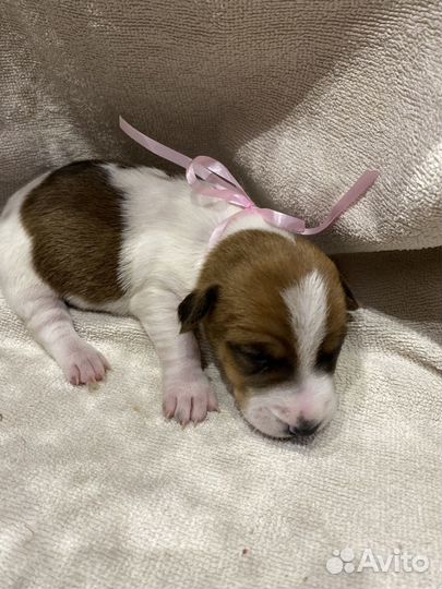 Щенки джек рассел терьер