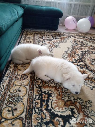 Щенки самоеда