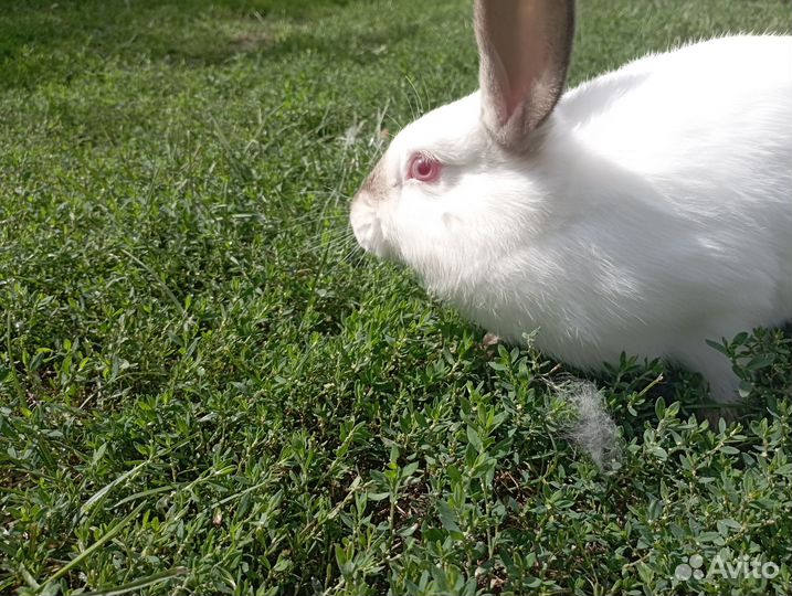 Продаю кроликов живьём и мясом