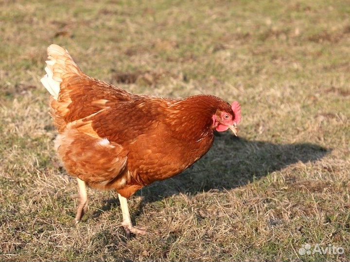 Куры несушки