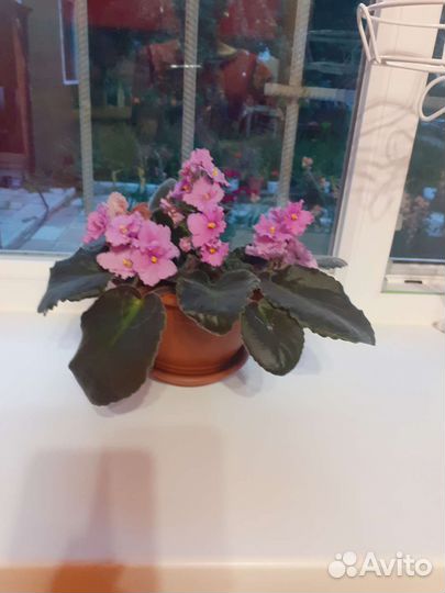 Фиалка розовая