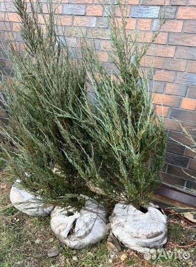 Можжевельник Блю Эрроу для живой изгороди