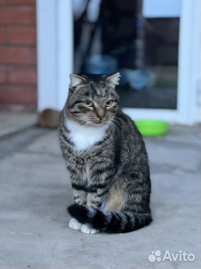 Серая кошка