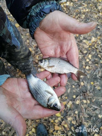 Живец карась