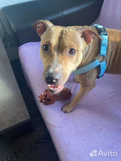 Питбуль в добрые руки