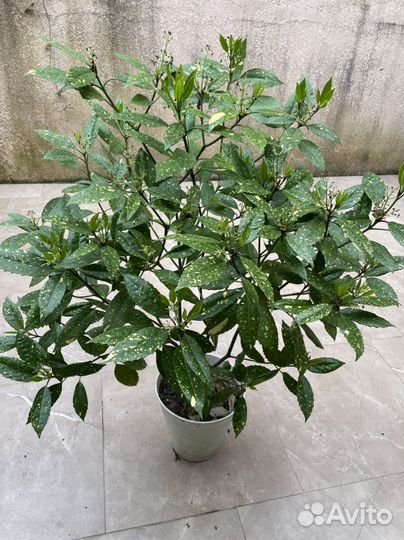 Бересклет, Акуба