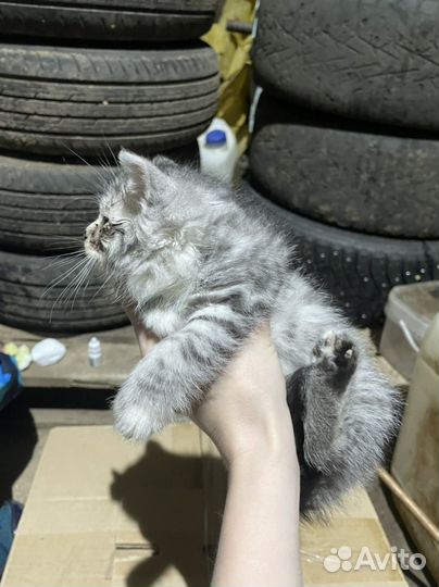 Котята