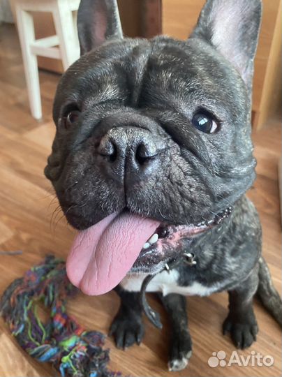 Передержка животных