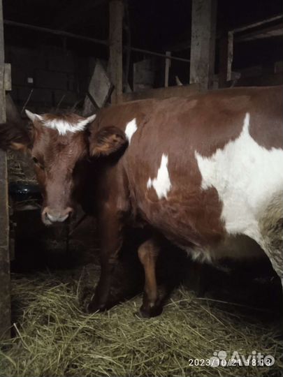 Телка 10 месяц