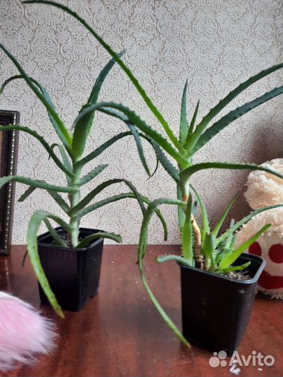 Клубника и алое