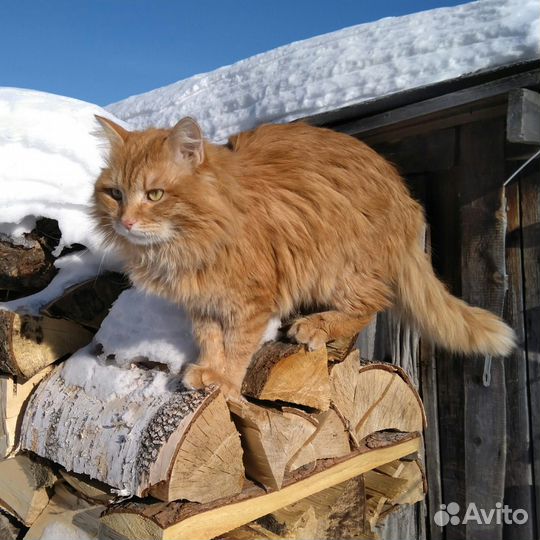 Котёнок(кошечка) 3 мес