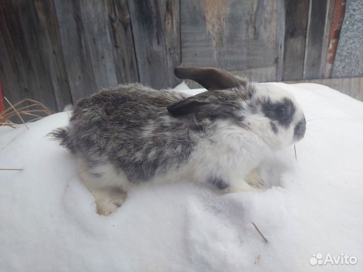 Кролики мясных пород