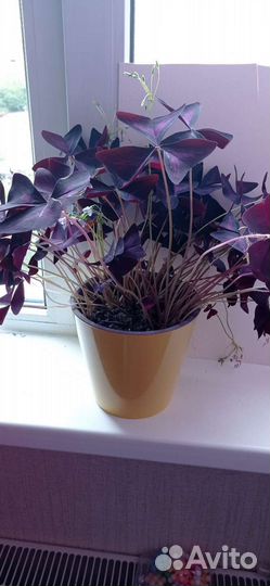 Домашние цветы