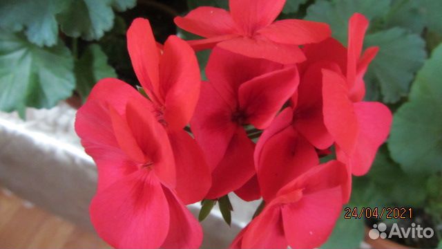 Пеларгония Герань