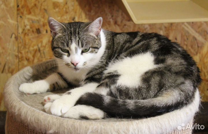 Алиса изменит вашу жизнь к лучшему :)