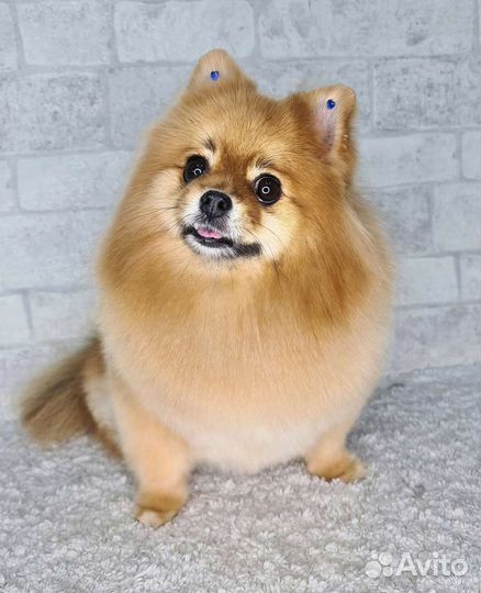 Груминг стрижка собак