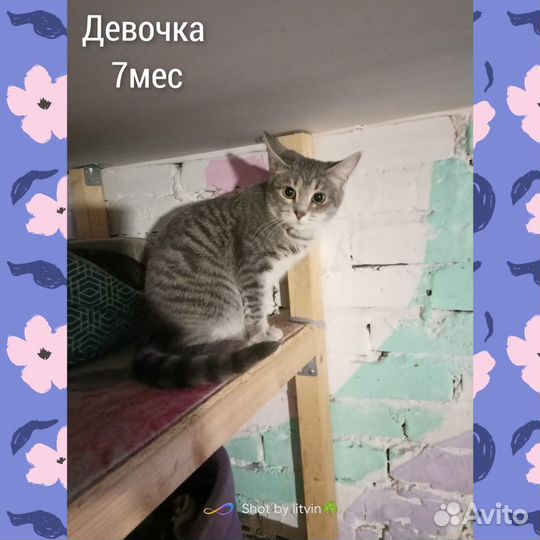 Котята в Самые надежные ручки