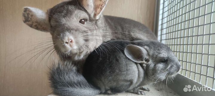 Шиншиллëнок