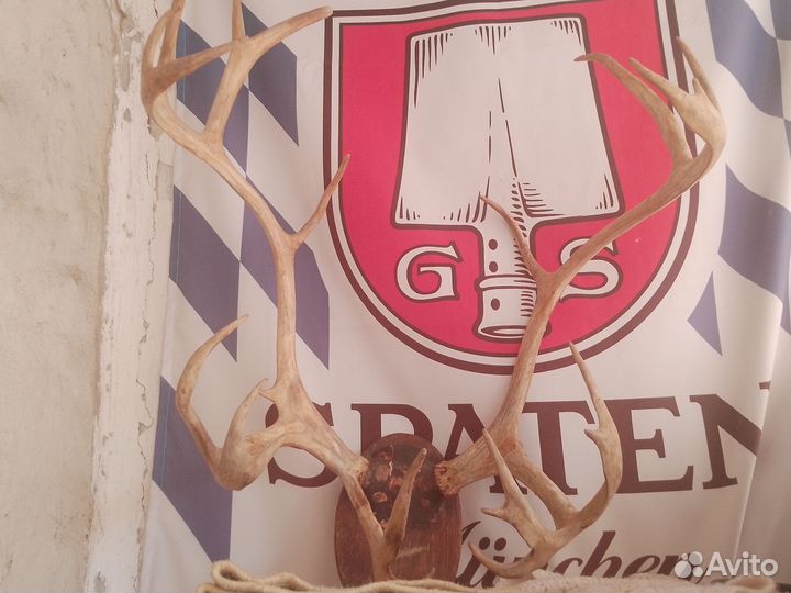 Оленьи рога