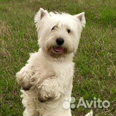 Вязка мальчик