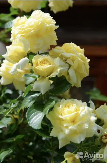 Роза Надя Мейяндекор