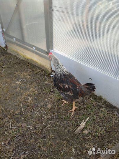 Петух молодой