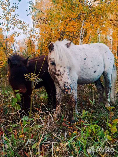 Пони кобыла 6 лет