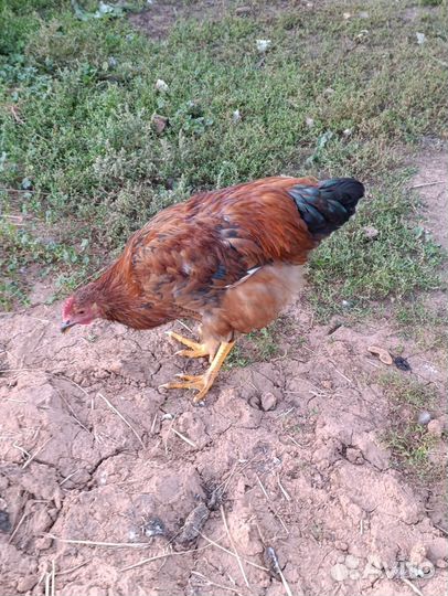 Молодые петушки