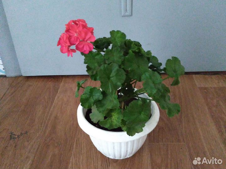 Пеларгония герань