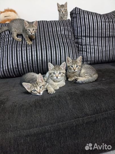 Котята полосатики в добрые руки