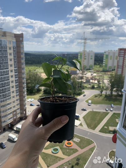 Фикус Бенжамина