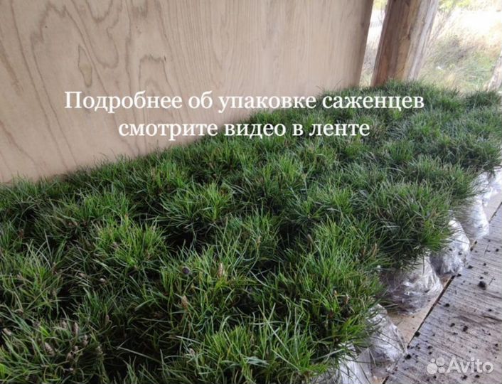 Саженцы хвойных растений