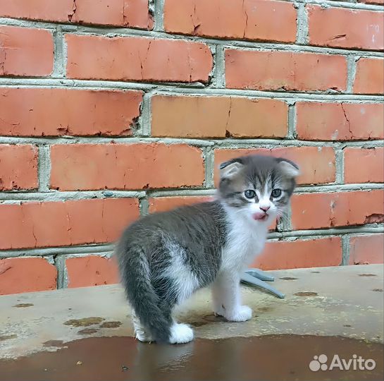 Отдам бесплатно