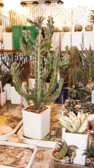 Euphorbia lactea compacta и Gymnocalycium monville